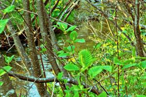 Looking Downstream