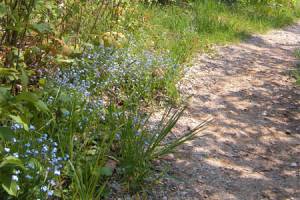 Muskallonge Lake State Park Nature Trail