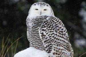Snowy Owls migrate. Photo Courtesy of Ken Mettie Jr.