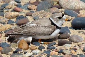 Piping Plover are an endangered species; Photo Courtesy of Vince Cavalieri