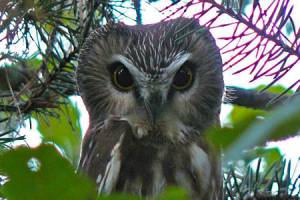 Northern Saw-whet Owl at WPBO; Photo Courtesy of Jason St. Pierre